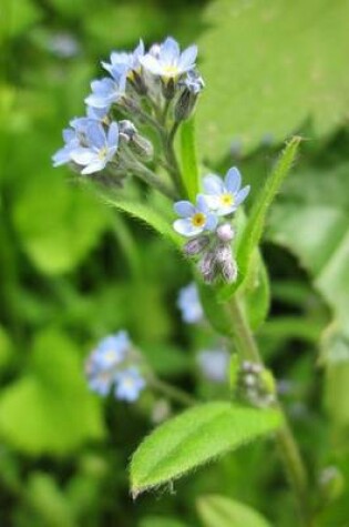 Cover of Myosotis Arvensis Field Forget Me Not Flowers Blooming