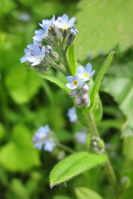 Book cover for Myosotis Arvensis Field Forget Me Not Flowers Blooming