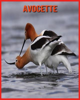 Book cover for Avocette