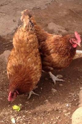 Book cover for Chickens on the Ground