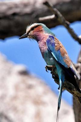 Book cover for Lilac Breasted Roller Perched in a Tree, Birds of the World