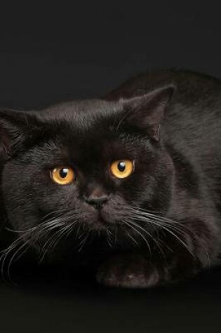 Cover of Beautiful Black Cat Laying in Front of a Black Backdrop