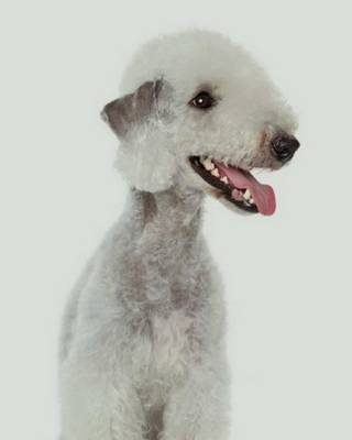 Book cover for Bedlington Terrier