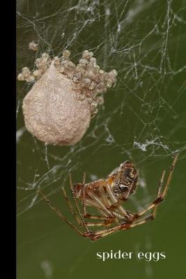 Book cover for Spider Eggs