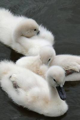 Book cover for Adorable Cygnets Baby Swans Journal