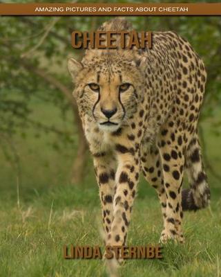 Book cover for Cheetah