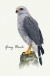 Book cover for Gray Hawk