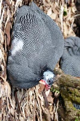 Book cover for Guinea Fowl Resting on the Ground Journal