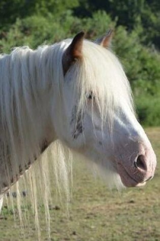 Cover of Sweet White Horse Portrait in the Sunshine Journal