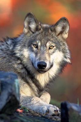 Book cover for Canis lupus Gray Wolf in Banff National Park Alberta, Canada Journal
