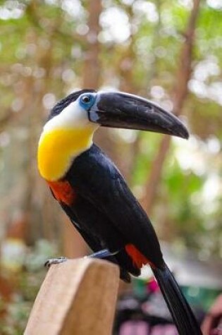 Cover of Spectacular Toucan Perched Journal