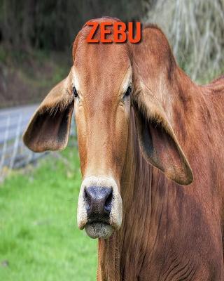 Book cover for Zebu