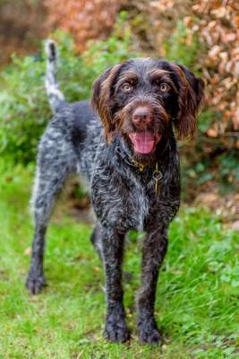 Cover of German Wirehaired Pointer