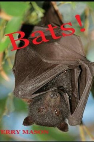 Cover of Bats