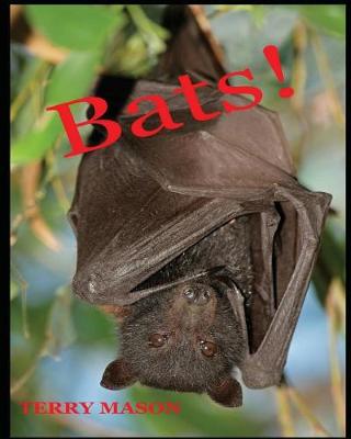 Book cover for Bats