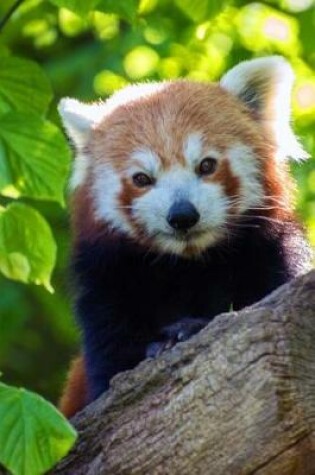 Cover of A Super Cute Red Panda in a Tree Journal