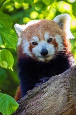 Book cover for A Super Cute Red Panda in a Tree Journal