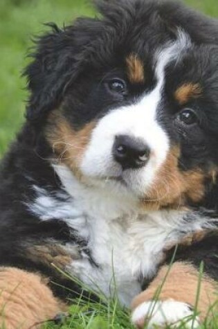 Cover of Curious Bernese Mountain Dog Journal