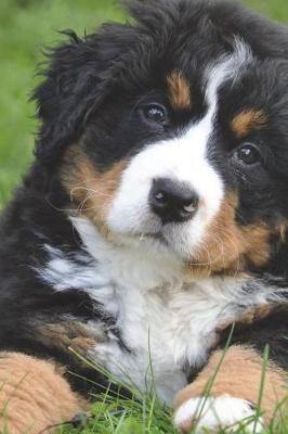 Book cover for Curious Bernese Mountain Dog Journal