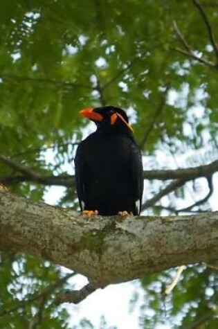 Cover of Hill Myna (Gracula Religiosa) Bird Journal