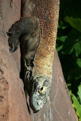 Book cover for Komodo Dragon Sunning on a Rock