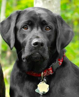 Book cover for School Composition Book Dogs Puppies Retrievers Black Lab Front 130 Pages