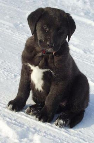 Cover of A Cute Black Lab Puppy in the Snow