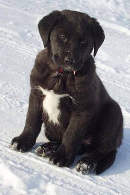 Book cover for A Cute Black Lab Puppy in the Snow