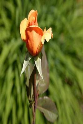 Book cover for Floral Journal Orange Rose Bud