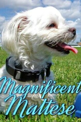 Cover of Magnificent Maltese