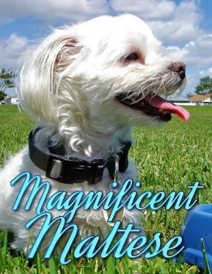 Book cover for Magnificent Maltese