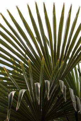 Book cover for Fan Palm Tree Leaves Nature Journal