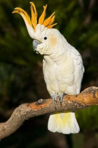 Cover of Sulphur-crested Cockatoo Journal