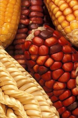 Book cover for 2020 Weekly Planner Food Corn Ears Multicolored 134 Pages