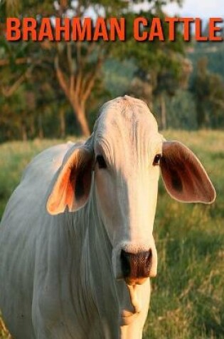 Cover of Brahman Cattle