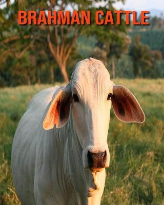 Book cover for Brahman Cattle