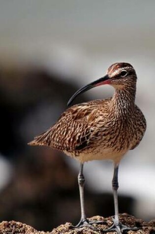 Cover of Whimbrel Bird Journal