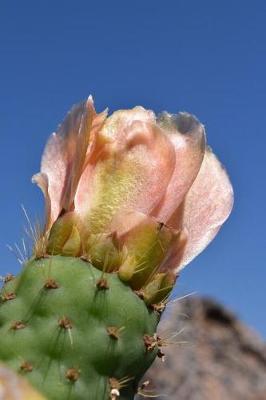 Book cover for Pink Cactus Bloom in the Desert Journal