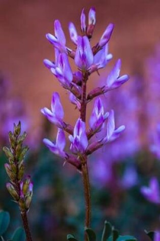 Cover of Northern Sweetvetch (Hedysarum Boreale) Flower