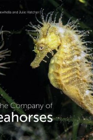 Cover of In the Company of Seahorses