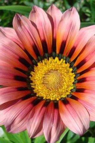 Cover of African Daisy Gazania Flower Up Close Garden Journal