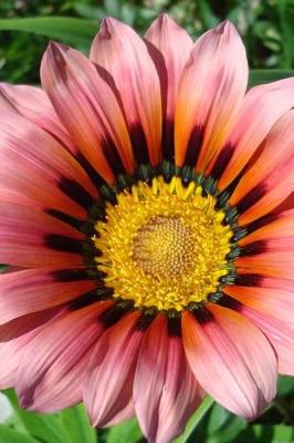 Book cover for African Daisy Gazania Flower Up Close Garden Journal