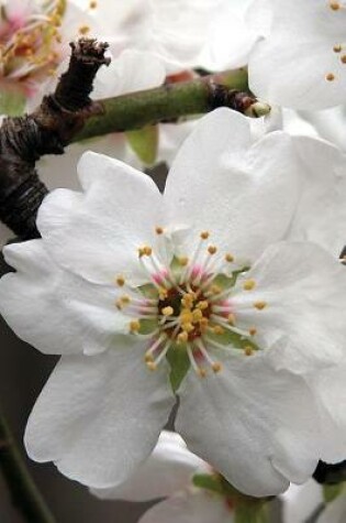 Cover of Lovely White Almond Blossom Up Close Flower Journal