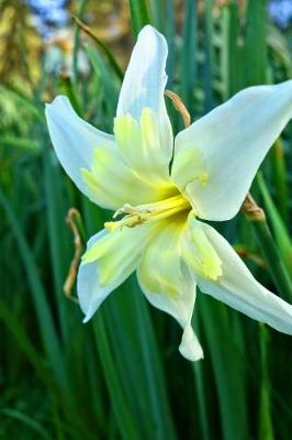 Book cover for Star of Bethlehem Ornithogalum Flower Journal