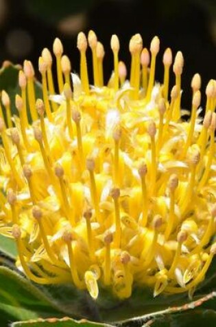 Cover of Pincushion-Proteaceae Blooming, for the Love of Flowers