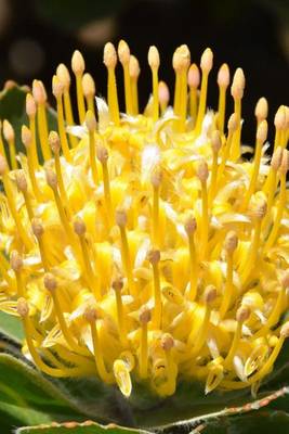 Book cover for Pincushion-Proteaceae Blooming, for the Love of Flowers