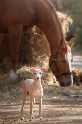 Book cover for Italian Greyhound