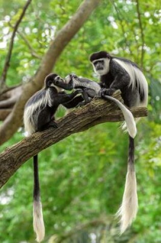 Cover of Black and White Colobus Monkey Family in a Tree Journal