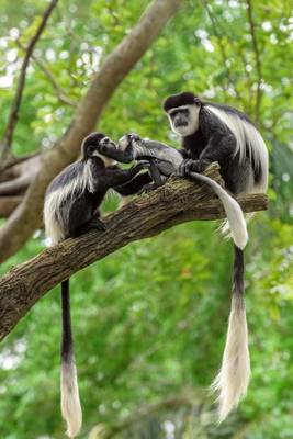 Book cover for Black and White Colobus Monkey Family in a Tree Journal