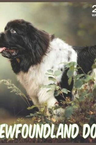 Cover of Newfoundland Dog